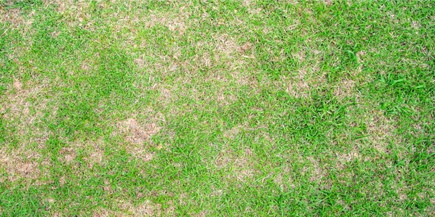 lush green spots in the yard